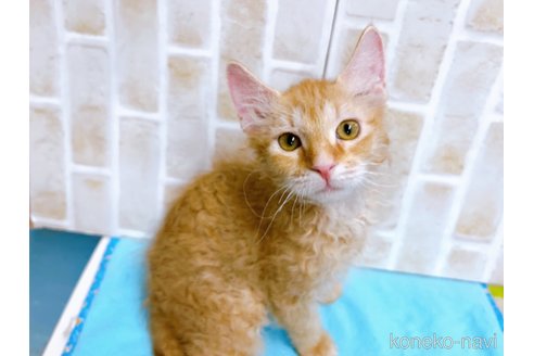 成約済の東京都のラパーマ-58765の1枚目