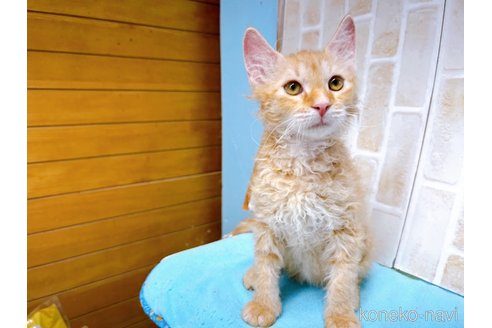 成約済の東京都のラパーマ-58765の5枚目