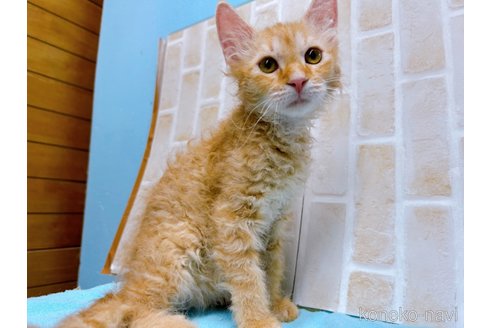 成約済の東京都のラパーマ-58765の6枚目