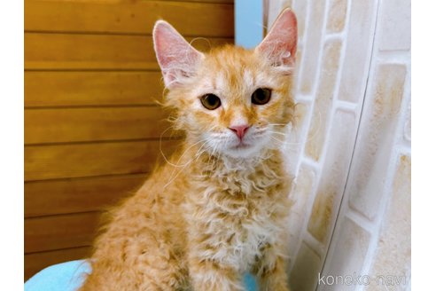 成約済の東京都のラパーマ-58765の7枚目