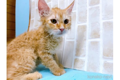 成約済の東京都のラパーマ-58765の8枚目