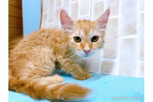 成約済の東京都のラパーマ-58765の2枚目