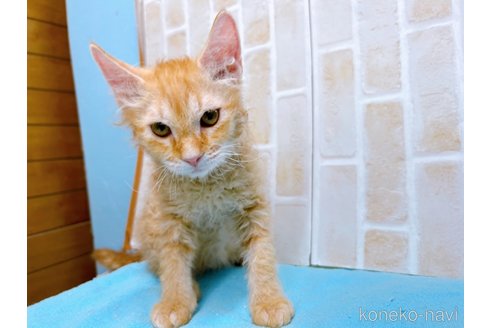 成約済の東京都のラパーマ-58765の3枚目