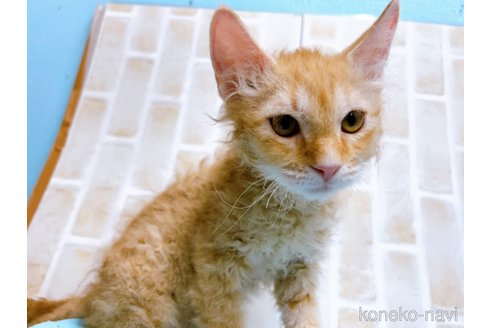 成約済の東京都のラパーマ-58765の4枚目