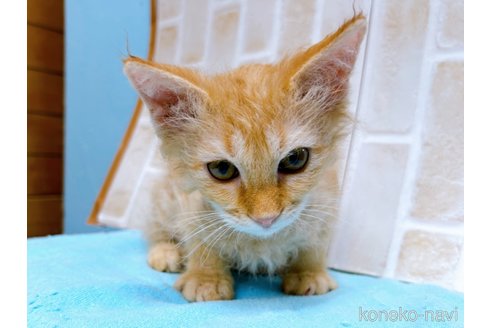 成約済の東京都のラパーマ-58764の2枚目