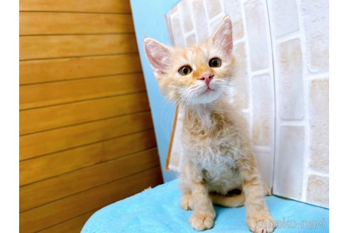 成約済の東京都のラパーマ-58764の3枚目