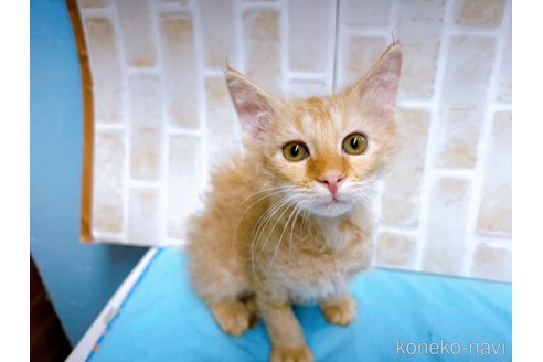 成約済の東京都のラパーマ-58764の1枚目