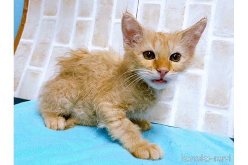 成約済の東京都のラパーマ-58764の4枚目