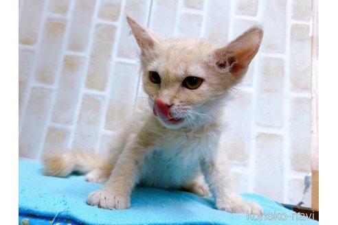 成約済の東京都のラパーマ-58763の4枚目