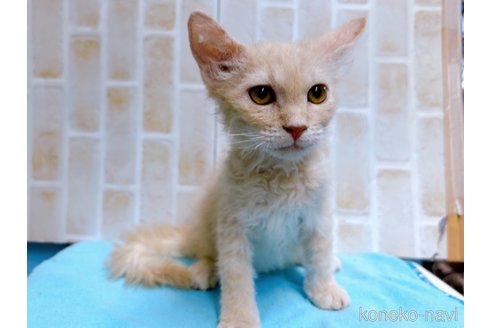 成約済の東京都のラパーマ-58763の5枚目