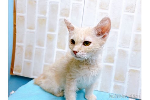 成約済の東京都のラパーマ-58763の2枚目