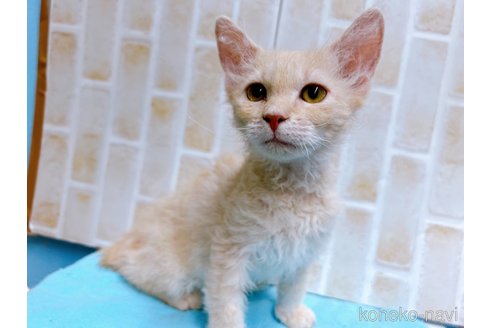 成約済の東京都のラパーマ-58763