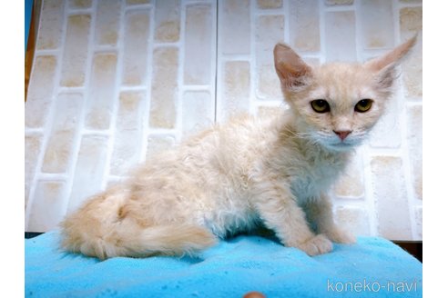 成約済の東京都のラパーマ-58763の3枚目