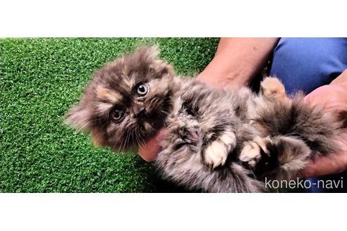 販売中の埼玉県のエキゾチックロングヘア-61427