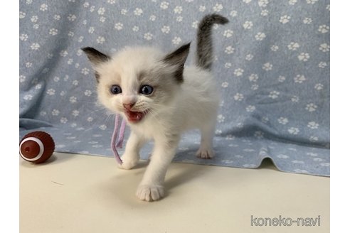 成約済の埼玉県のラグドール-61444の15枚目