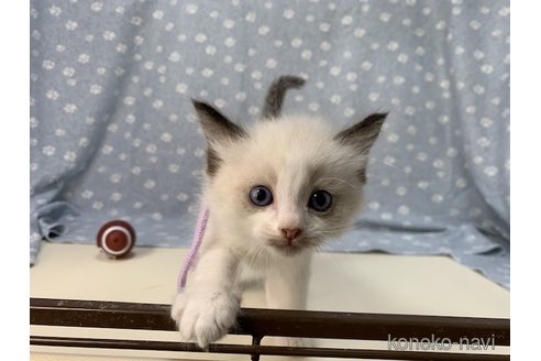 成約済の鹿児島県のラグドール-61444の12枚目