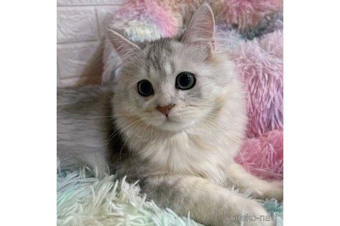 成約済の茨城県のペルシャ(チンチラ)-61445の1枚目