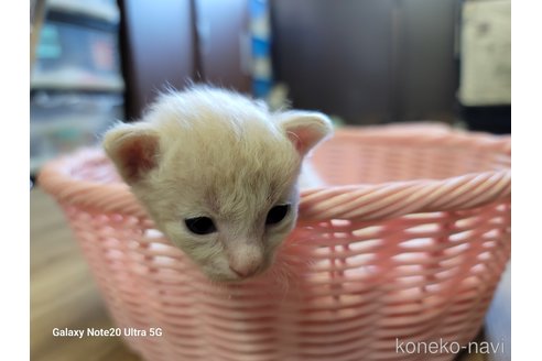 成約済の千葉県のラパーマ-60174の3枚目