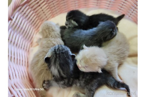 成約済の千葉県のスコティッシュフォールド-62518の7枚目