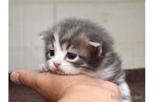 成約済の愛知県のスコティッシュフォールド-61555の4枚目