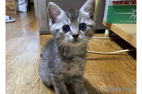 成約済の千葉県のマンチカン-61560の2枚目