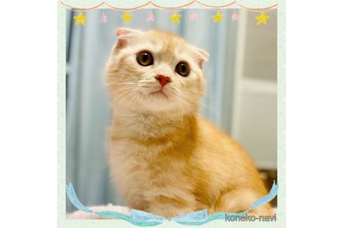 成約済の大阪府のスコティッシュフォールド-61604の1枚目