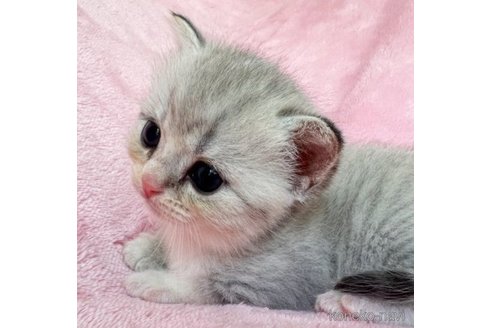 成約済の静岡県のスコティッシュフォールド-61693の2枚目