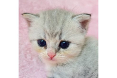 成約済の静岡県のスコティッシュフォールド-61693の3枚目