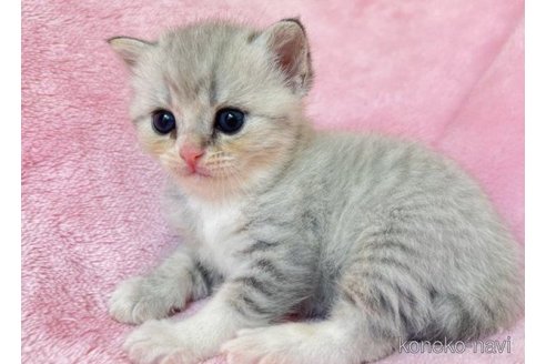 成約済の静岡県のスコティッシュフォールド-61693の5枚目