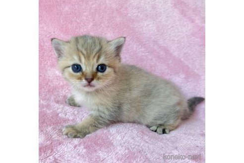 成約済の静岡県のスコティッシュフォールド-61696の1枚目