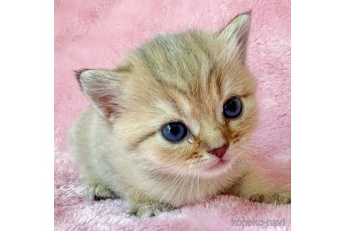 成約済の静岡県のスコティッシュフォールド-61696の2枚目