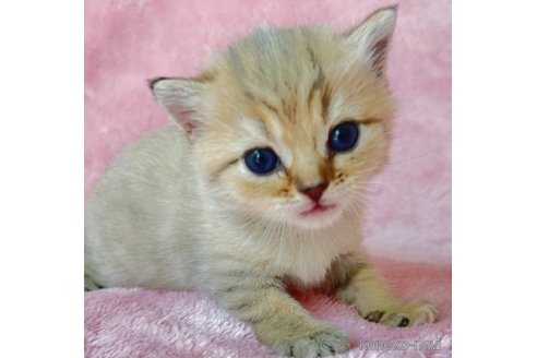 成約済の静岡県のスコティッシュフォールド-61696の3枚目