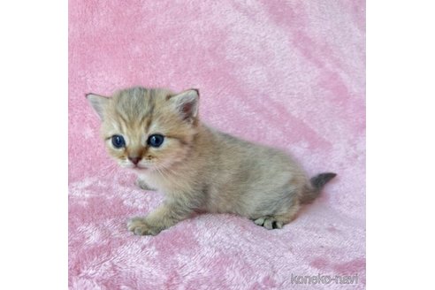 成約済の静岡県のスコティッシュフォールド-61696の4枚目