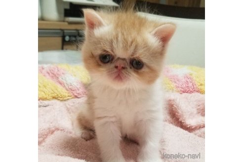 成約済の愛知県のエキゾチックショートヘア-61720