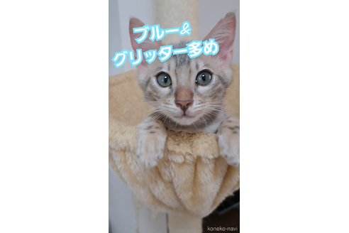 販売中の東京都のベンガル-60130