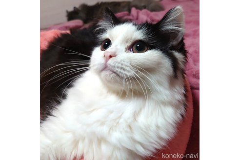 成約済の愛知県のスコティッシュフォールド-60543の5枚目