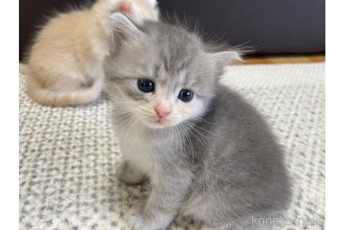 成約済の愛知県のミヌエット-60678の2枚目