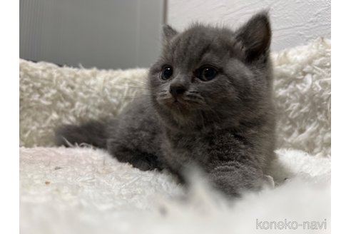 成約済の神奈川県のブリティッシュショートヘア-60350の1枚目