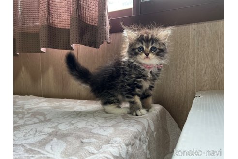 成約済の鹿児島県のラガマフィン-61842の3枚目