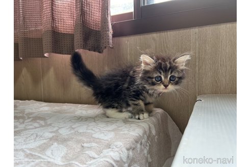 成約済の鹿児島県のラガマフィン-61842の5枚目