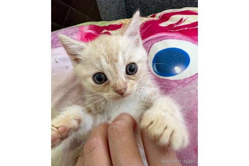 成約済の埼玉県のスコティッシュフォールド-60001の13枚目