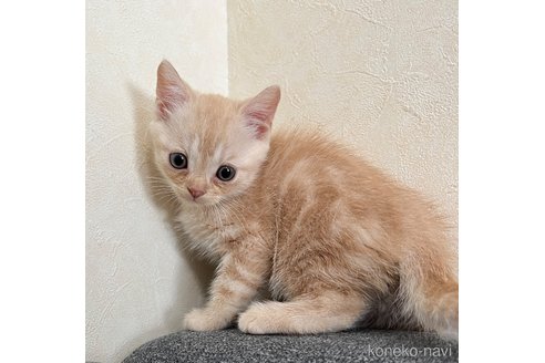 成約済の埼玉県のスコティッシュフォールド-60001の8枚目