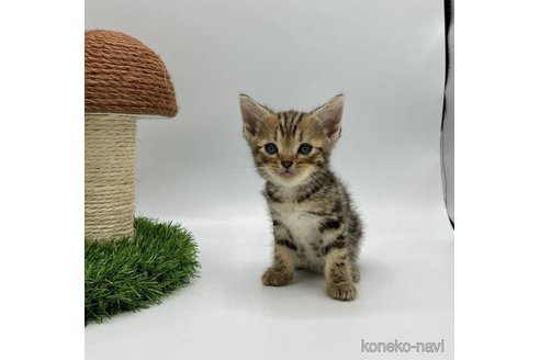 販売中の徳島県のアメリカンショートヘア-61915