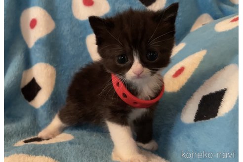 成約済の埼玉県のスコティッシュフォールド-60985の4枚目