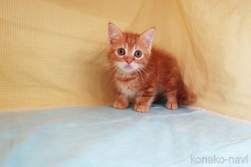 成約済の東京都のマンチカン(短足)-61976の3枚目