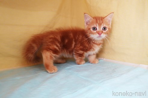 成約済の東京都のマンチカン(短足)-61976の2枚目