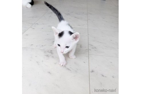 成約済の石川県のカオマニー-61982の5枚目