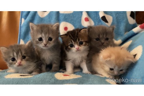 成約済の埼玉県のスコティッシュフォールド-62019の3枚目
