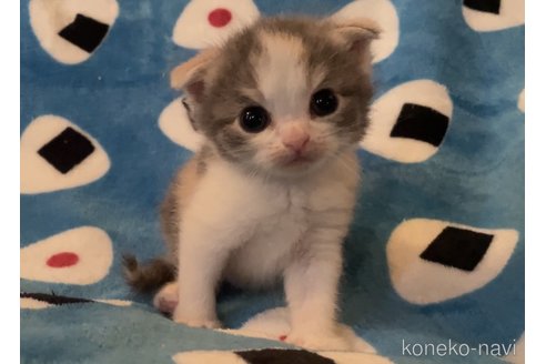 成約済の埼玉県のスコティッシュフォールド-60993の2枚目