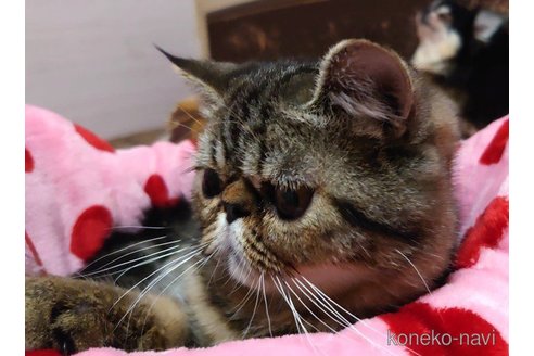 販売中の愛知県のエキゾチックショートヘア-62049